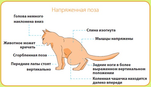 Мочекаменная болезнь кошек | Ветеринарный кабинет