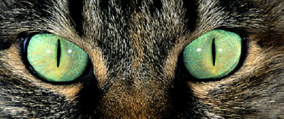 Чувства кошек | Ветеринарный кабинет